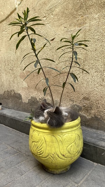 (13 Nisan 2024) Yer: Fes