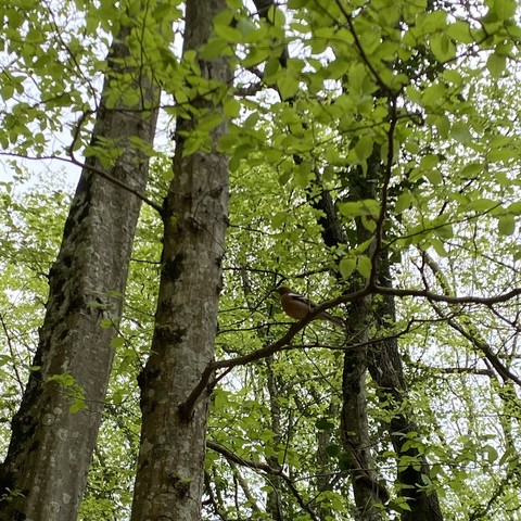 (8 Nisan 2024) Yer: Belgrad Ormanı